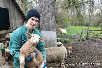 Jérôme (35) geeft niet alleen pianolessen, maar melkt ook schapen: “Mijn droom is om eigen blauwschimmelkaas te maken”