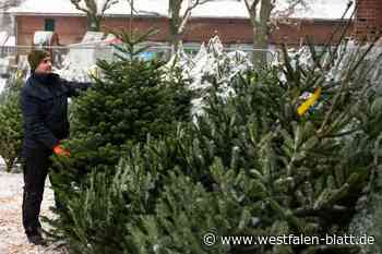 Beirat stimmt Vergrößerung der Weihnachtsbaumkultur in Neuenbeken zu