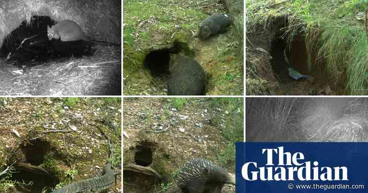 A kangaroo, a possum and a bushrat walk into a burrow: research finds wombat homes are the supermarkets of the forest