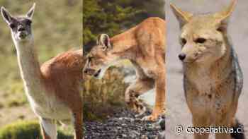 Organizaciones piden detener caza de animales en la Patagonia argentina