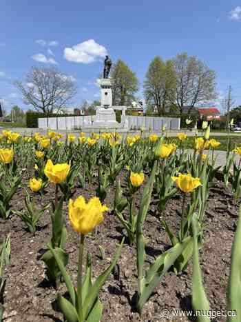 Tourism North Bay wants you to tiptoe through the tulips