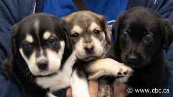Humane society appeals for help after these puppies were dumped on the side of the road in Kitchener