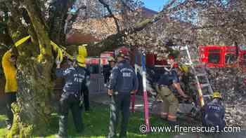 Photo of the Week: Ore. tree limb removal becomes training idea
