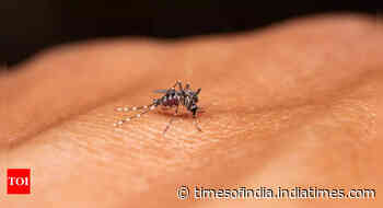 WHO approves Japan-made dengue vaccine