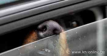 Krefeld: Hund stirbt in überhitztem Auto