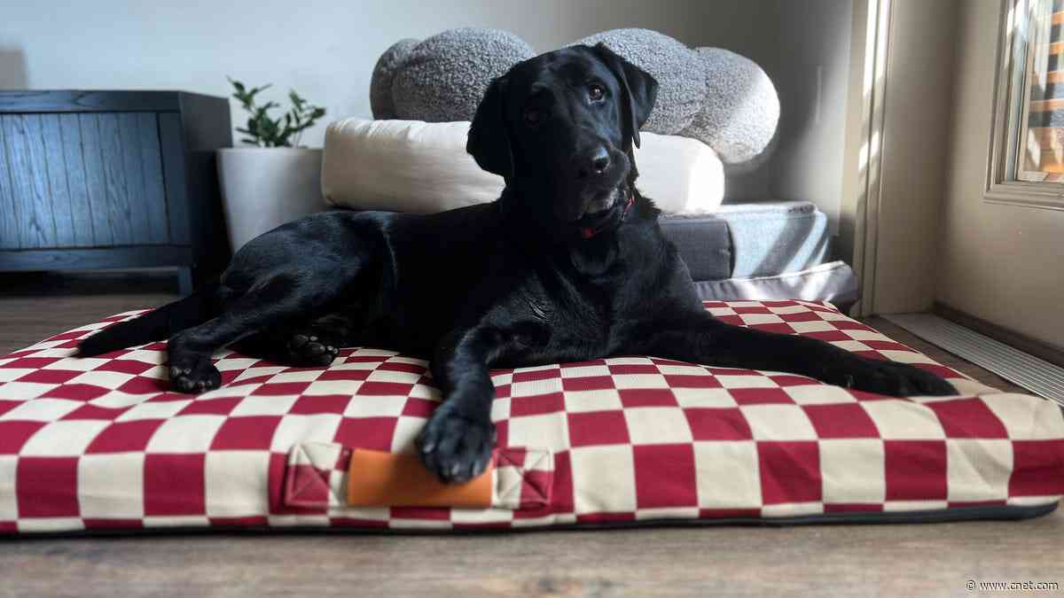 Best Dog Beds of 2024     - CNET