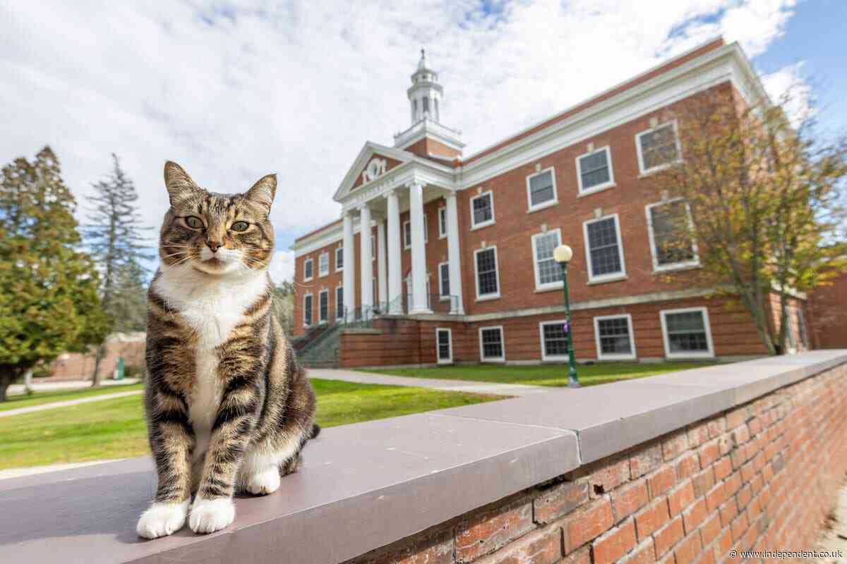 ‘Doctor of Litter-ature’: Max the cat gets honorary degree at University of Vermont