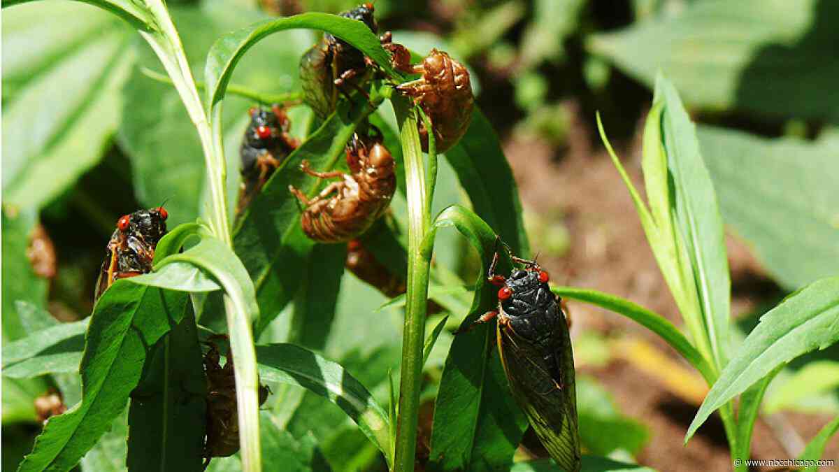 How do billions of cicadas emerge at the exact same time? Experts explain