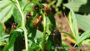 How do billions of cicadas emerge at the exact same time? Experts explain