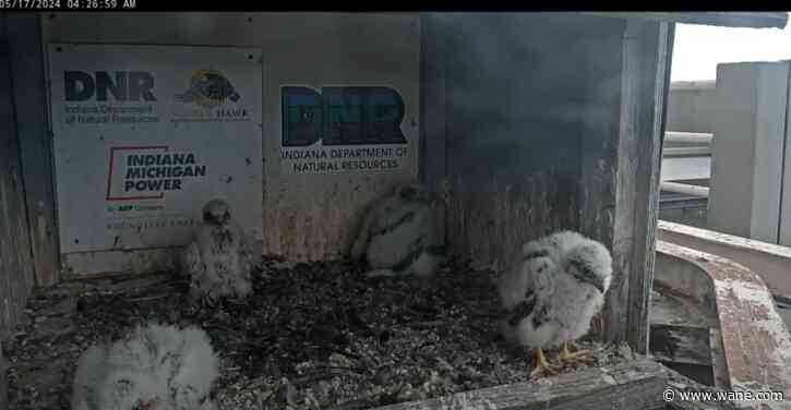 I&M reveals names of falcon chicks based on community input