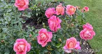 The bare truth behind those bare-rooted roses | In Fiona's Garden
