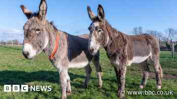 Donkey charity facing four centre closures