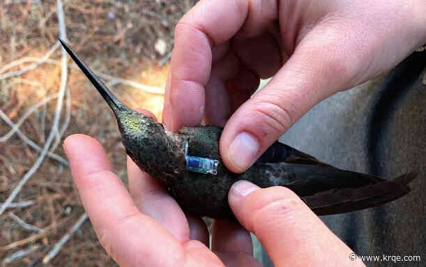 UNM researchers discover largest hummingbird is actually two species