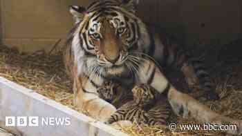 Rare tiger cubs born at safari park