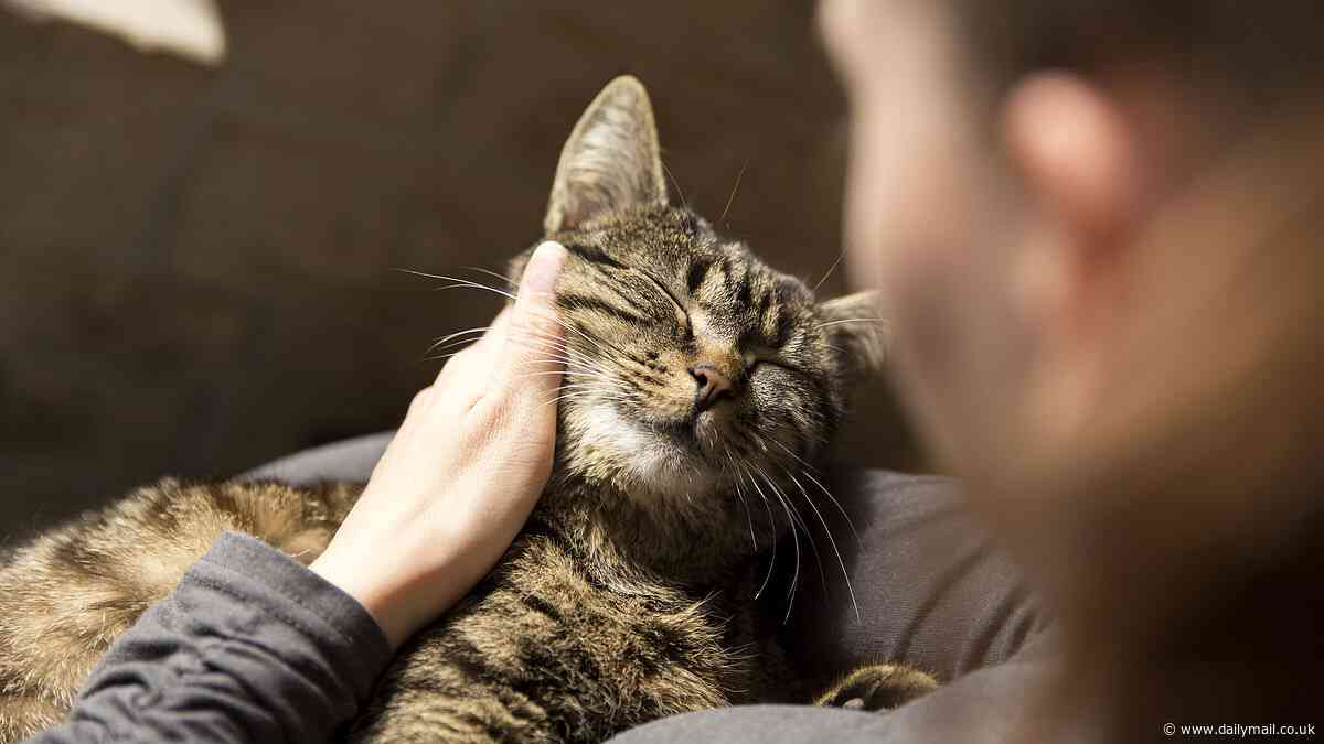 A strict ban on domestic cats could save the nation billions - and two-thirds of the country say they would support it