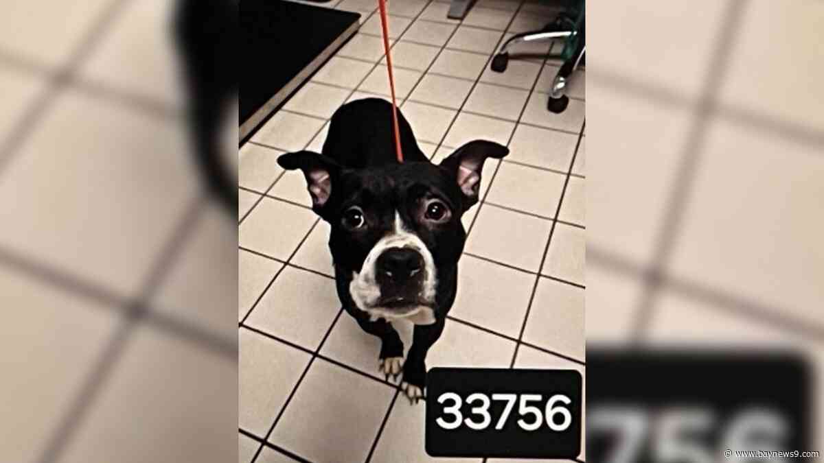 Owner arrested after dog found decapitated in Fort DeSoto Park