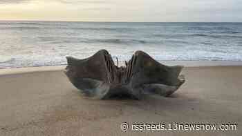 Humpback whale skull fragment washes up on Hatteras Island shore, officials say