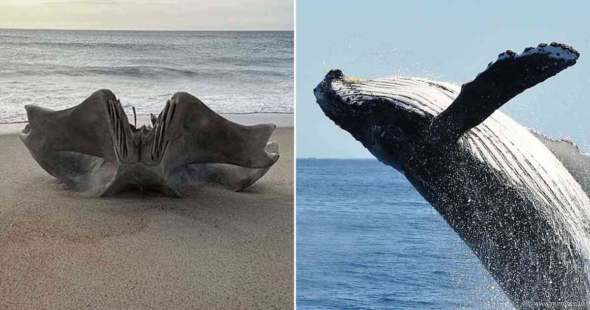 Mystery after creepy giant skull from 40-tonne creature washes up on beach
