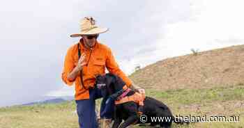Red imported fire ants sniffed out in Toowoomba by detection dog