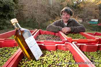 En Provence, la flambée du prix du litre d'huile d’olive n'a pas que des mauvais côtés