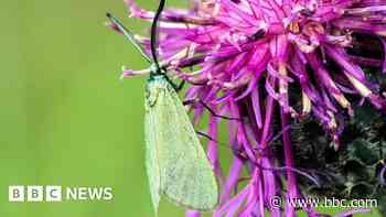 The search for Northern Ireland’s mysterious moth