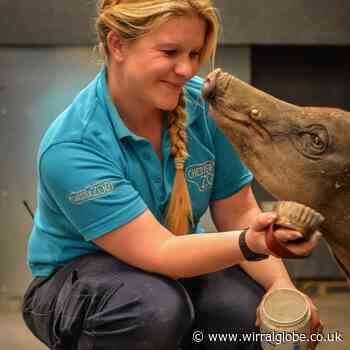 Chances to work with experienced keepers at Chester Zoo