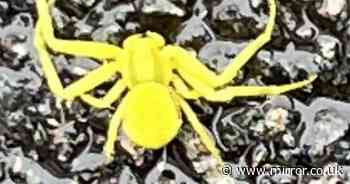 Terrifying 'bright yellow spider' that can change colour photographed in UK