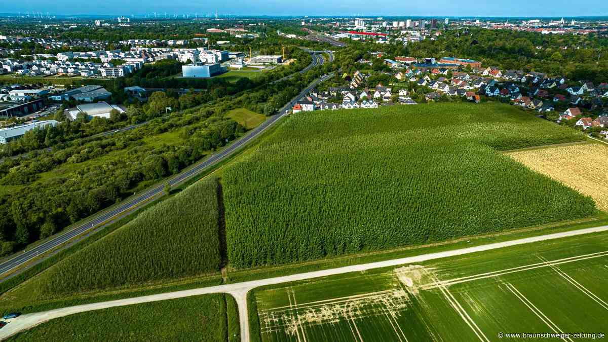 Hier sollen in Braunschweig riesige Solar-Anlagen stehen