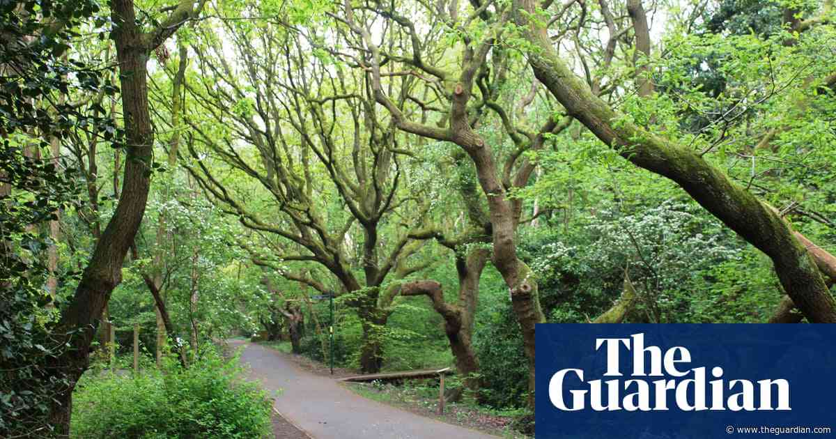 Country diary: The air is rich with post-dawn birdsong | Jennifer Jones