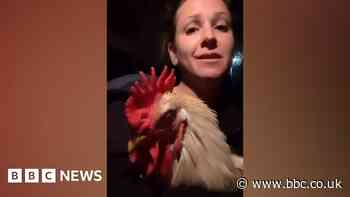 Cockerel rescued after flying into woman's car