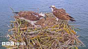 The moment osprey chick flipped out of nest by fish