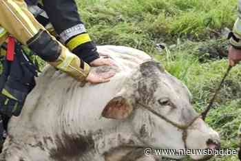 Brandweer redt hoogdrachtige koe uit diepe beek: “Volgens de dierenarts was alles in orde”
