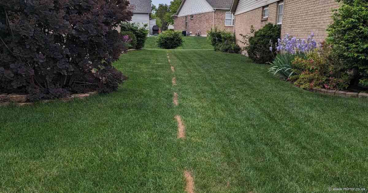 'My petty neighbour got revenge after I mowed their lawn for them'