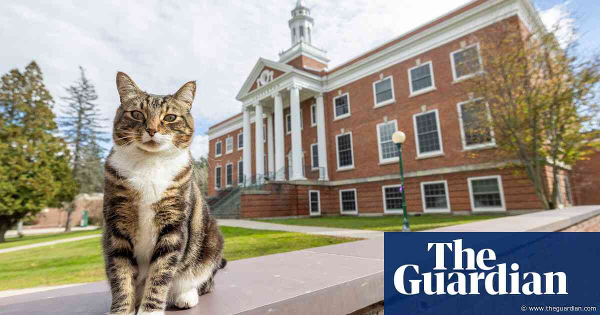 Master of litters: cat named Max given honorary degree by US university
