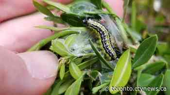 Box tree moths have infested Ontario and experts say more are coming. Here;s what to do to protect your garden