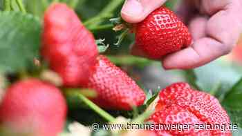 Wo man in Salzgitter frische Erdbeeren selbst pflücken kann