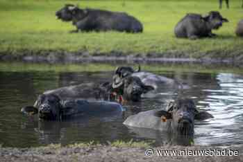 Waterbuffels mogen zondag weer gaan plonsen tijdens familiedag op Keysershoeve