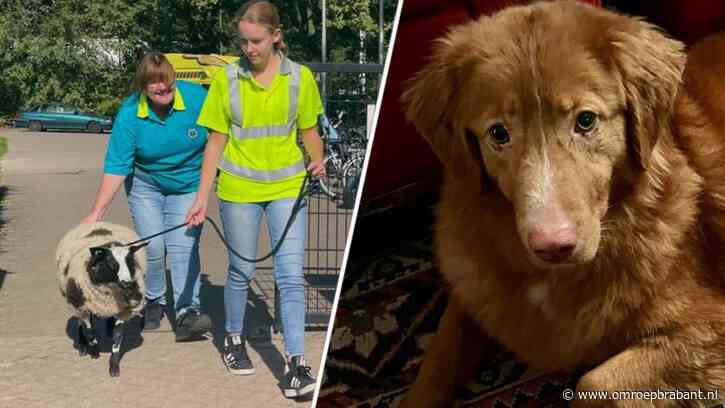 Hond Rumeno verstopt in tuin: ook met deze vermiste dieren liep het goed af