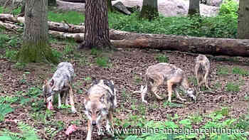 Rätsel in Tierpark: Wer ist der Vater der acht kleinen Wölfe?