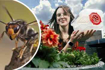 Vlamingen met wespenfobie over de ‘verloren strijd’ tegen de Aziatische hoornaar: “Steek er toch geld in, en roei ze uit”
