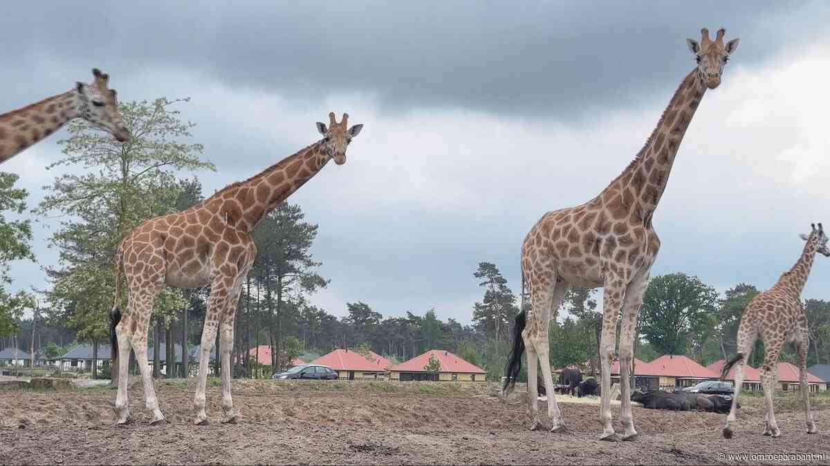 Eerste giraffe in Beekse Bergen is ingeënt tegen blauwtongvirus