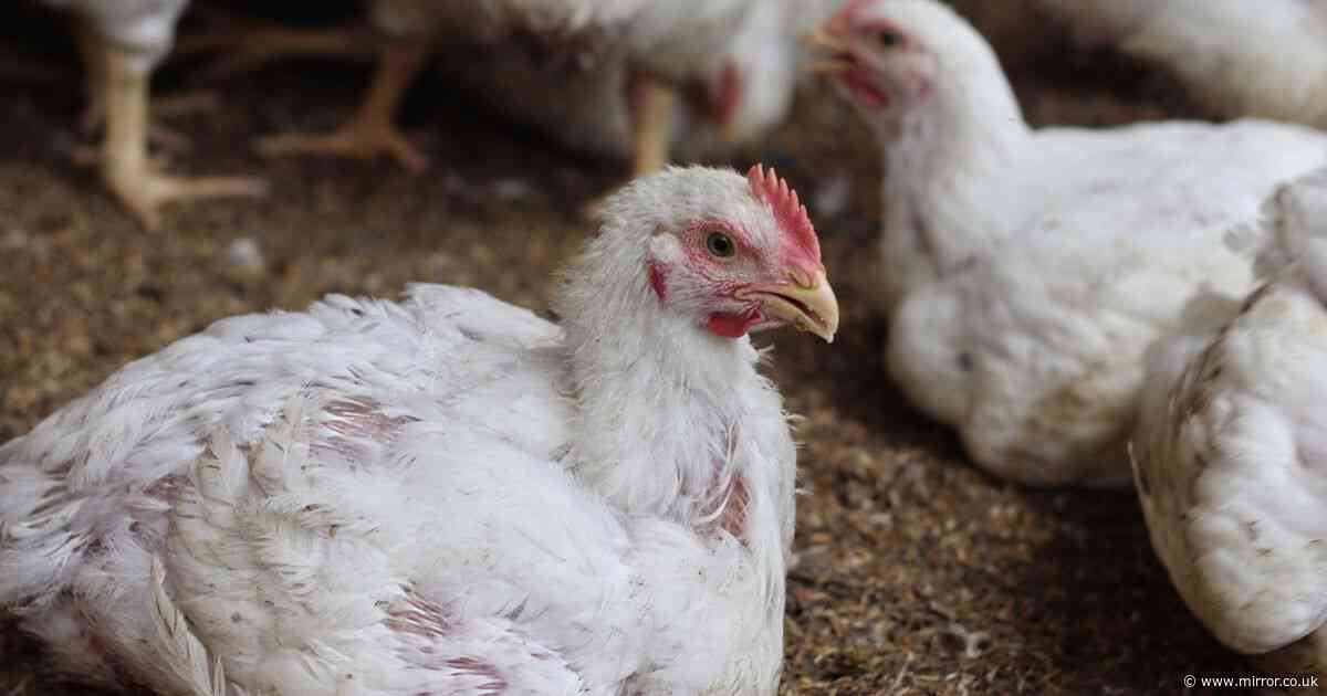 Chicken farm lays off 400 staff after bird flu decimates poultry population