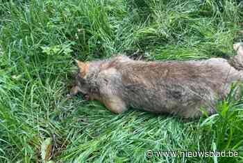 Wolf doodgereden in Ravels: onderzoek moet duidelijkheid brengen over afkomst van het dier