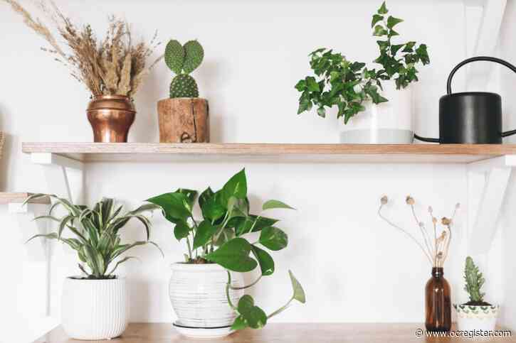 Houseplant 101: What you need to know about keeping your indoor garden healthy