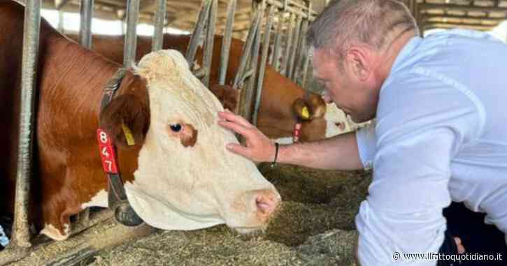La nuova trovata di Lollobrigida: “Come verificare il benessere animale in un’azienda? Chiedendolo direttamente alla mucca”