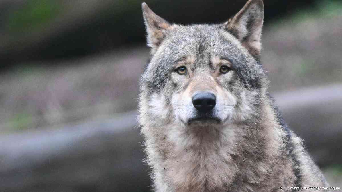 Vermutung im Harz: Hat ein Wolf ein Kalb gerissen?