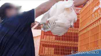 ONG denunció "crueldad animal" en la industria chilena del huevo