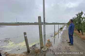 Bietenveld in Ordingen onder water door zware regenval