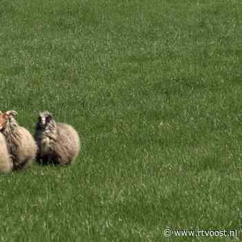 Wedstrijd schapendrijven in Delden vraagt uiterste van honden en herders: "Poeh, dit is een lastig parcours!"