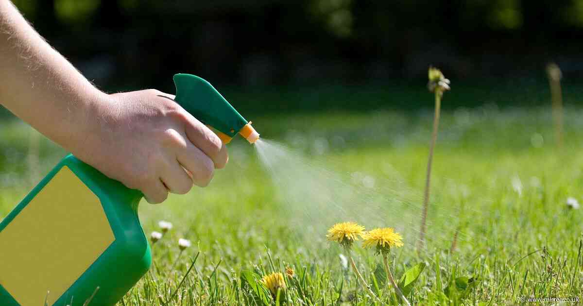 Gardening guru's three simple hacks to remove grass and prepare flower beds in time for summer